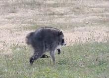 raccoon walking across grass