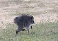 raccoon walking across grass