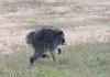 raccoon walking across grass